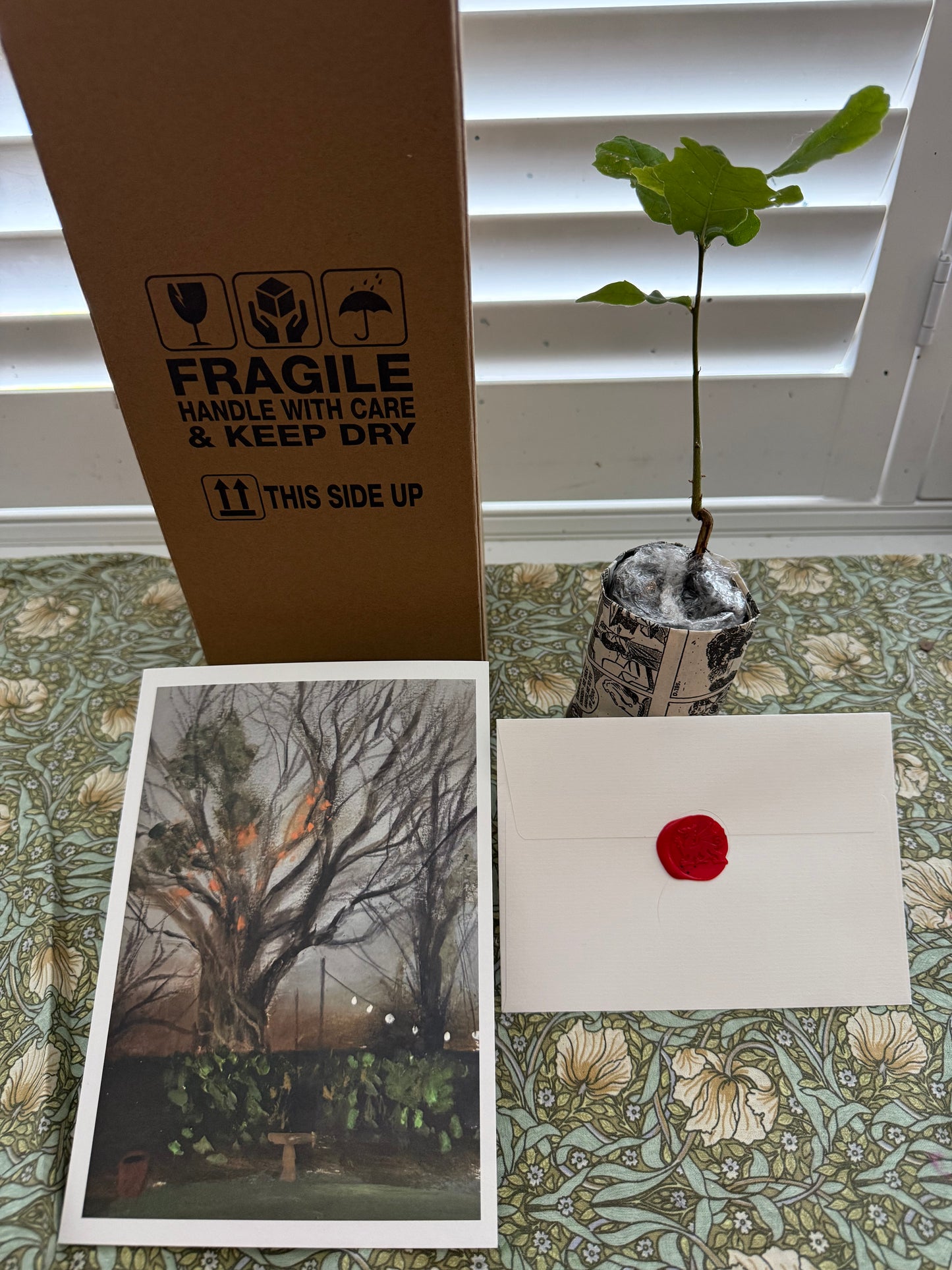 Welsh Oak tree sapling and print of the 500 year old oak tree