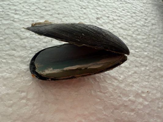 Original painting inside a mussel shell found on the Gower